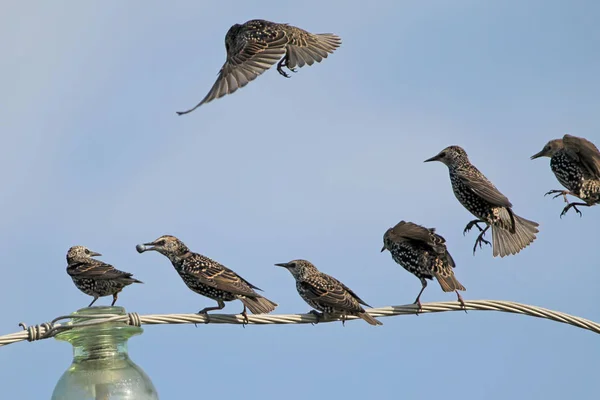 전기 와이어 특이 한 보기에 일반적인 starlings — 스톡 사진