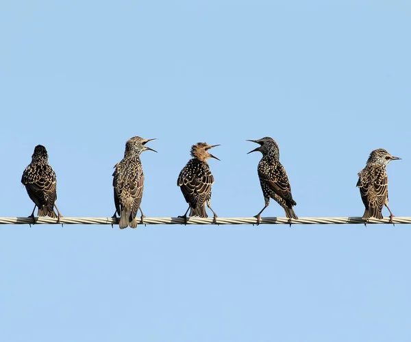 Common starlings on electrical wire unusual view — Stock Photo, Image