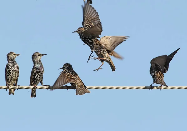 Étourneaux communs sur fil électrique vue inhabituelle — Photo