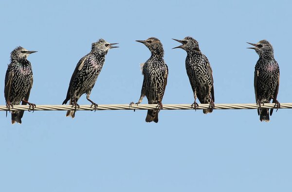 Common starlings on electrical wire unusual view