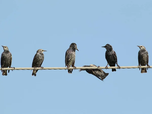 Common starlings on electrical wire unusual view — Stock Photo, Image