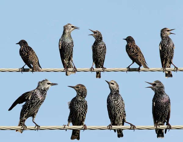 Common starlings on electrical wire unusual view