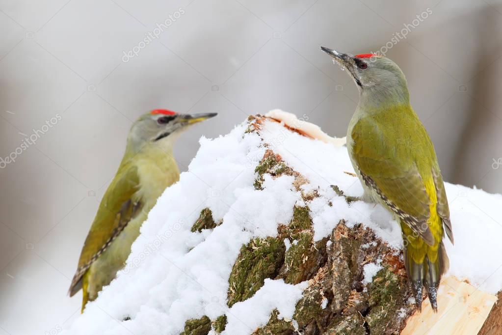 Two male grey woodpeckers on the forest feeder