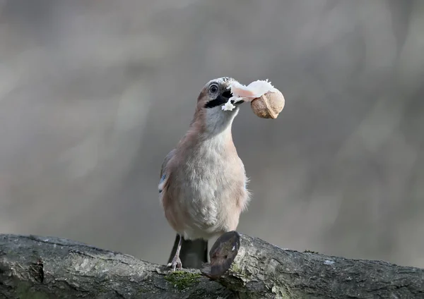 Gaio com uma fatia de gordura e uma noz em seu bico — Fotografia de Stock