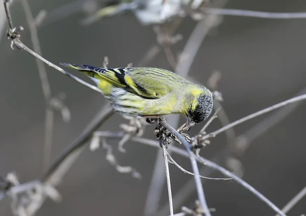 Den eurasiska grönsiska (Spinus spinus) livnär sig på små bush — Stockfoto