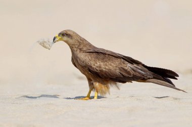 Siyah Gaga oturuyor kum üzerinde bir plastik çöp ile uçurtma