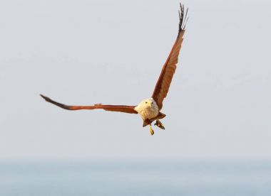 Av uçuş ile Brahmini uçurtma