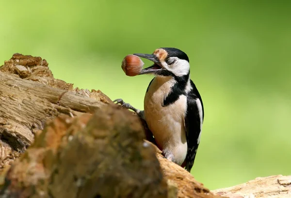 女大斑的啄木鸟与榛子在嘴里 — 图库照片