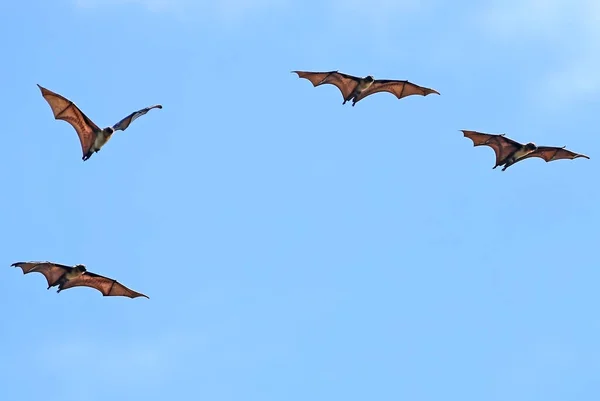 For indian fox bat in flight