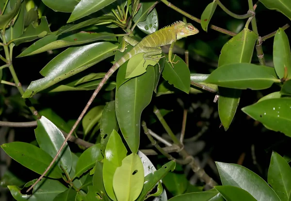 Exotic lizzard from Sri Lanka sits on the tree — Stock Photo, Image