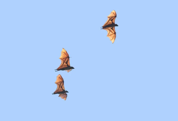 Kolme intialaista kettu lepakko lennossa — kuvapankkivalokuva