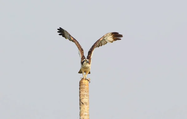 Osprey with open wings sits on the palm — Stock Photo, Image