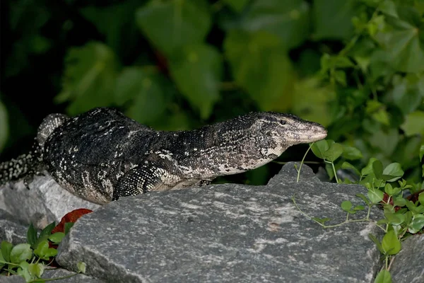 Water monitor sits on the rock — Stock Photo, Image