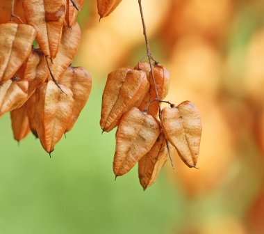 Arka plan bulanık Koelreuteria paniculata ağaçta meyve