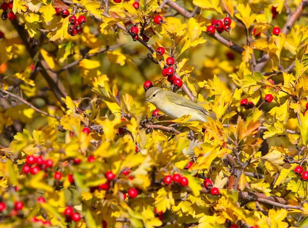 De kunst van camouflage — Stockfoto