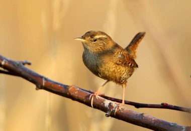Doğal yaşam alanı portre bayağı çit kuşu. 