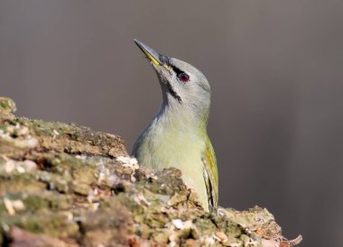 Bir kadın gri ağaçkakan alışılmadık perspektif portre.