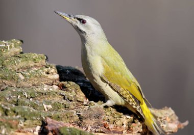 Bir kadın gri ağaçkakan alışılmadık perspektif portre.