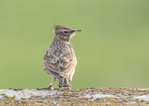 Close up and detailed portrait of The crested lark (Galerida cristata) — Stock Photo, Image