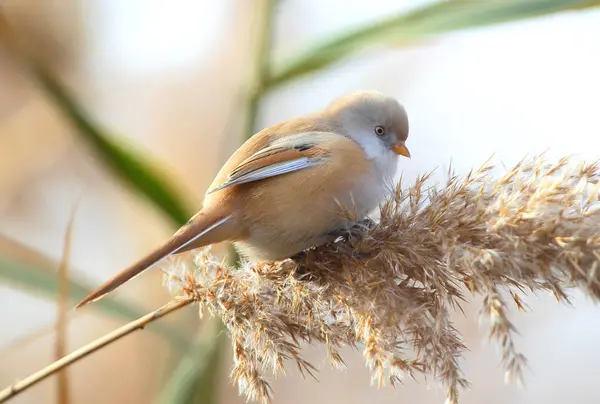 Close up portrait of female bearded tit on the reed — Stockfoto