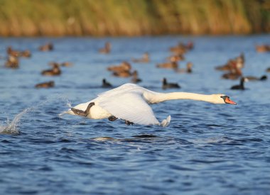 Run on water bir kuğu
