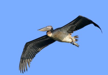 Genç Beyaz pelikan uçan görünümü kapatın