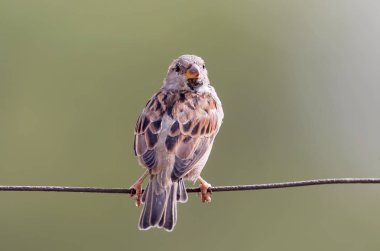 Kadın ev serçe arka Görünümü Kapat.