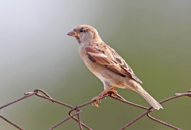 Çit oturur erkek ev serçe yakın çekim.