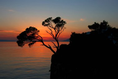 Bir kayanın günbatımı bir arka plan üzerinde iki çam. 