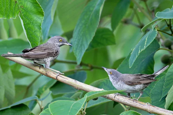 Der Stachelrohrsänger (sylvia nisoria) männlich und weiblich auf dem Baum — Stockfoto