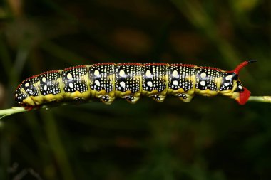 Hyles euphorbiae (spurge Şahin-güve) caterpillar yakın çekim