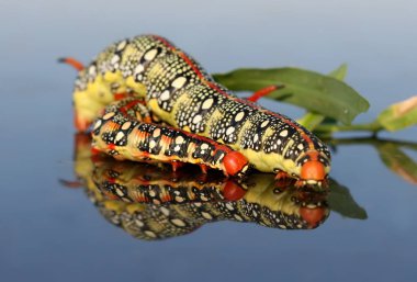Arabamın kaputuna mücadele iki tırtıl, Hyles euphorbiae (spurge Şahin-güve). yakın çekim