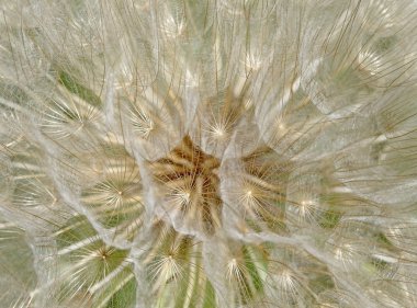 Yakın çekim fotoğraf büyük bir karahindiba tohum