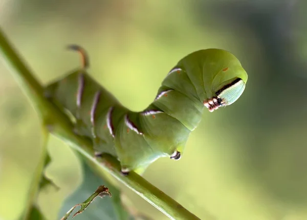 Borboleta da lagarta conhecida como traça do falcão do privet, Sphinx ligustri — Fotografia de Stock