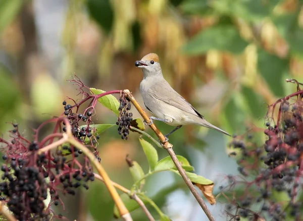 La hembra de gorra negra euroasiática (Sylvia atricapilla) con una baya en el pico — Foto de Stock