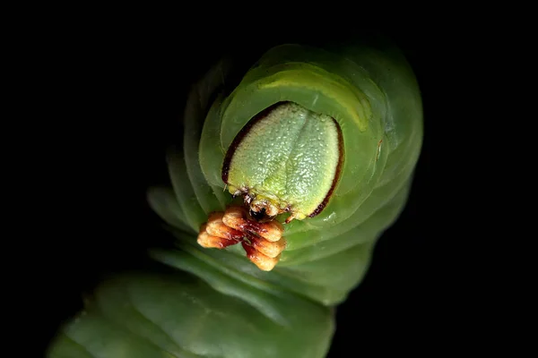 Papillon de la chenille connu sous le nom de teigne du faucon coriace, Sphinx ligustri — Photo