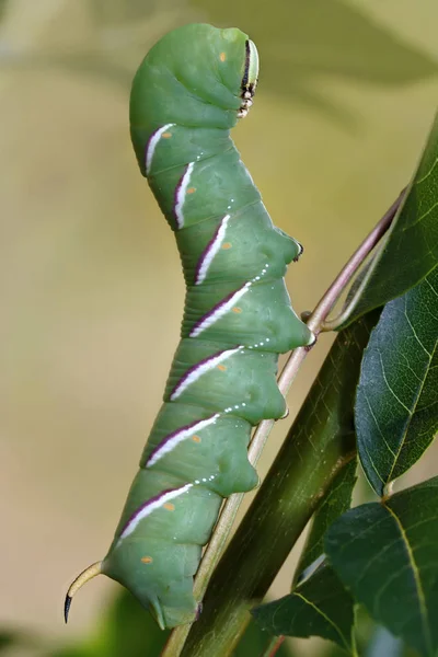 Papillon de la chenille connu sous le nom de teigne du faucon coriace, Sphinx ligustri — Photo