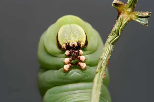 Papillon Caterpillasr connu sous le nom de teigne du faucon coriace, Sphinx ligustri portrait rapproché — Photo