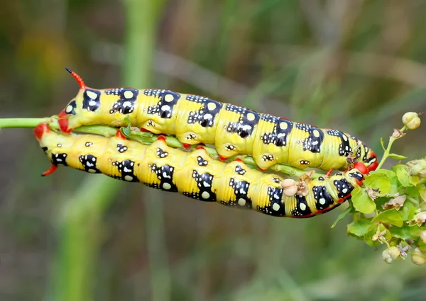 Dwie firmy caterpillar z Hyles euphorbiae (Wilczomlecz Fruczak) z bliska — Zdjęcie stockowe