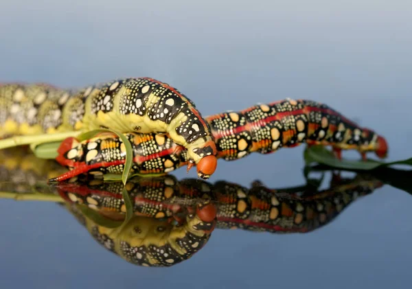 A two caterpillar of Hyles euphorbiae (spurge hawk-moth) fighting — Stock Photo, Image