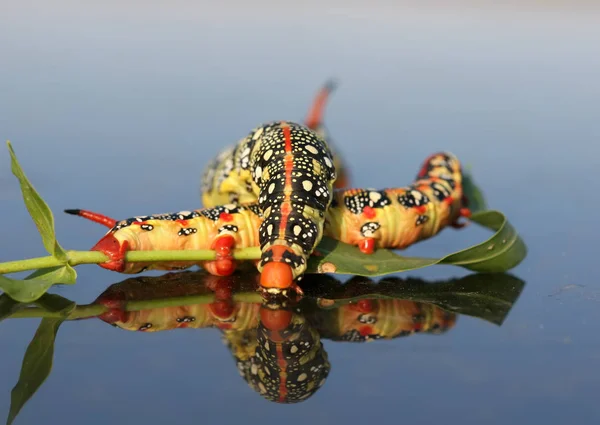 A two caterpillar of Hyles euphorbiae (spurge hawk-moth) fighting on the hood of my car. close up — Stock Photo, Image