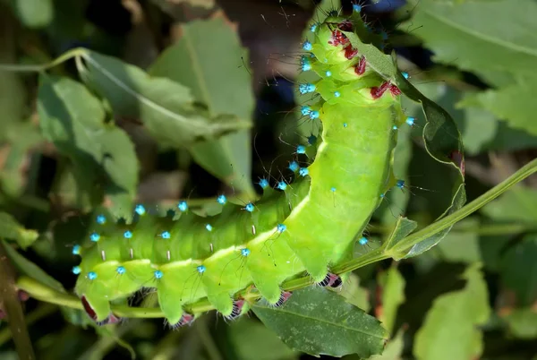 Incroyable chenille du paon géant (Saturnia pyri) sur la feuille — Photo