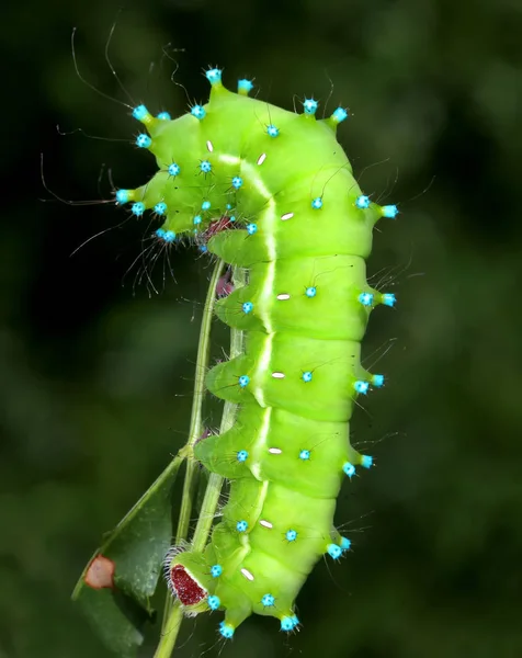 Incroyable chenille du paon géant (Saturnia pyri) sur la branche — Photo