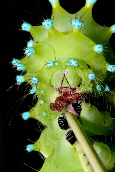 Szczelnie-do góry fotografia fragmentu z gąsienica ćmy olbrzymie Paw (Saturnia pyri) na czarnym tle — Zdjęcie stockowe