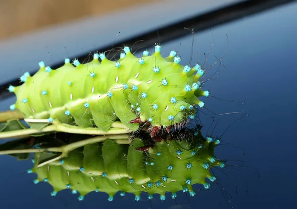 Szczelnie-do góry fotografia gąsienica ćmy olbrzymie Paw (Saturnia pyri) na powierzchni z odbiciem — Zdjęcie stockowe