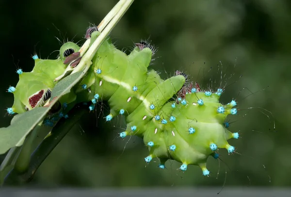 Very close up photo of caterpillar of  the giant peacock moth (Saturnia pyri) on the branch