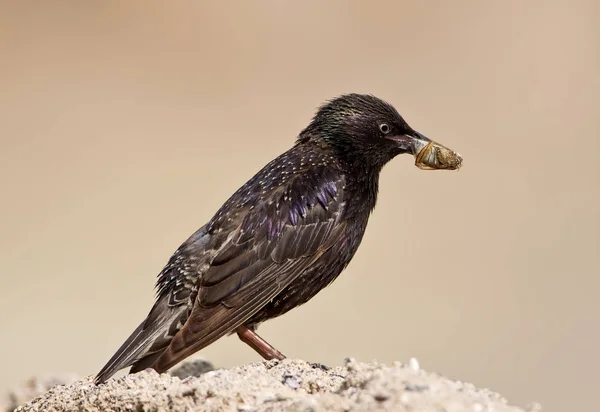 Common starling with big insect in beak sits on the ground — Stock Photo, Image