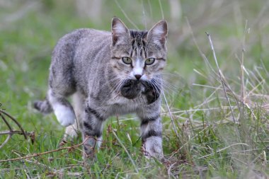 Aile içi bir kedi bir tarla faresi yakaladı ve sahibine yapılan