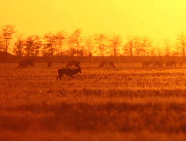 Manada de ciervos europeos en contraluz — Foto de Stock