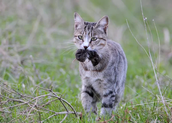 Um gato doméstico pegou um rato de campo e levou-o para o proprietário — Fotografia de Stock